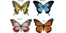 free vector Butterflies free vector