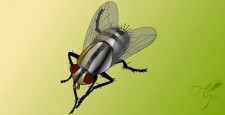 free vector Fly bug vector