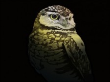 free vector 
								Free Vector Owl							