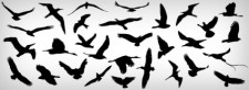 free vector Flying Birds