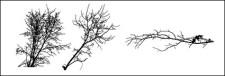 free vector Withered branches of the material