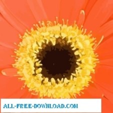 free vector Orange Flower