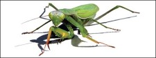 free vector Mantis