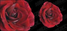 free vector Vivid red roses