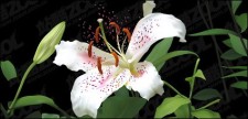 free vector Lifelike lily