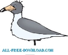 free vector Seagull Grumpy