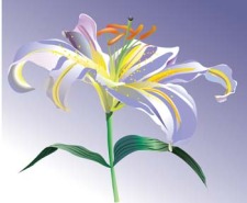 free vector Lili Flower vector 2