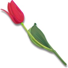 free vector Tulip Flower 3