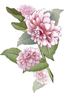 free vector Hrizantima Flower
