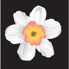 free vector Narcis Flower 12