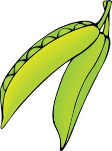 free vector Green peas 3