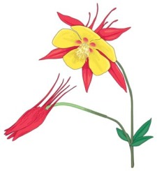 free vector Flower of Seven color 25