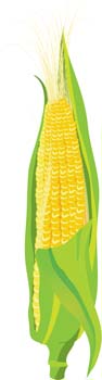 free vector Corn 2