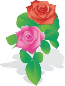 free vector Rose Flower Vetor 9