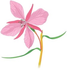 free vector Orchid Flower 2