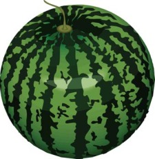 free vector Watermelon 4