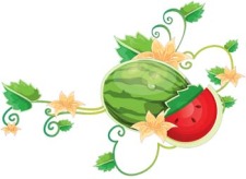 free vector Watermelon 10
