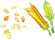 free vector Maize