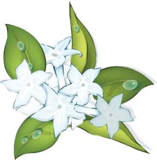 Jasmine Flower (121903) Free AI Download / 4 Vector