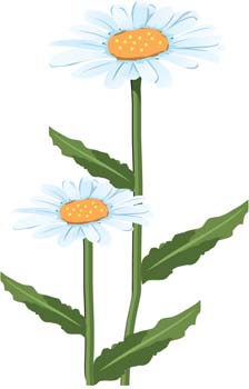 free vector Romashka daisy Flower 4