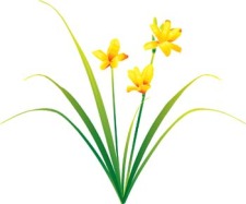 free vector Narcis Flower 4