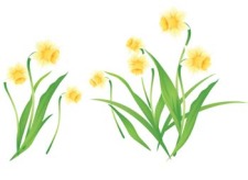 free vector Narcis Flower 3