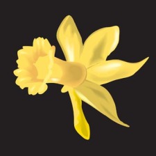 free vector Narcis Flower 11