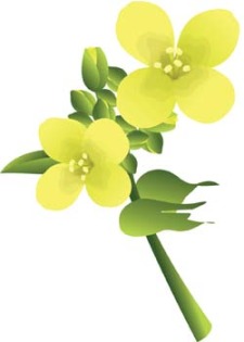 free vector Flower of Seven color 26