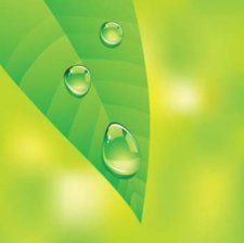 free vector Dew drops on leaf