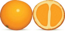 free vector Citrus fruit 1