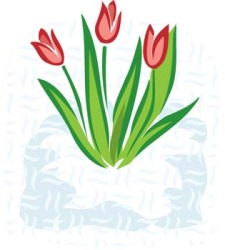 free vector Tulip Flower 2