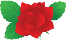 free vector Rose Flower Vetor 11
