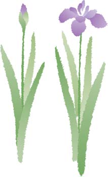 free vector Iris Flower 4