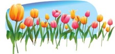free vector Tulip Flower 19