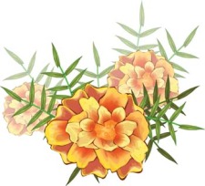 free vector Flower of Seven color 8