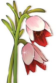free vector Tulip Flower 24