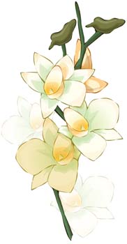 free vector Narcis Flower 6