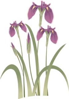 free vector Iris Flower 5