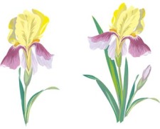 free vector Iris Flower 1