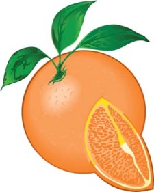 free vector Citrus fruit 5