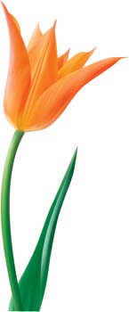 free vector Tulip Flower 14
