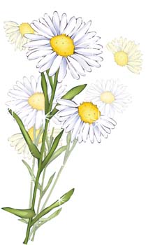 free vector Romashka daisy Flower 10