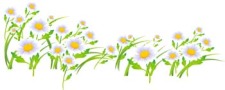 free vector Romashka daisy Flower 2