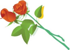free vector Rose Flower Vetor 6