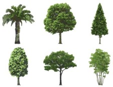 free vector Isolated tree vector