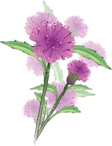 free vector Thistle Flower Vector