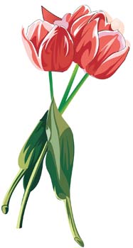 free vector Tulip Flower 22