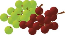 free vector Grapes 6