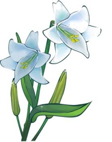Lili Flower (123601) Free AI Download / 4 Vector