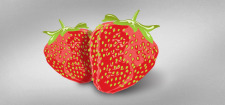 free vector Delicious Strawberries